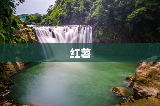 红薯